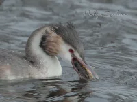 Fuut [Podiceps cristatus]